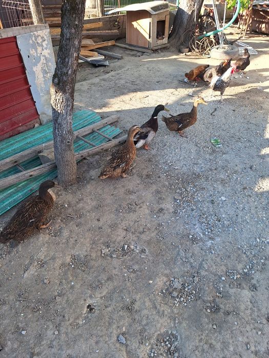 Familie de rate formată