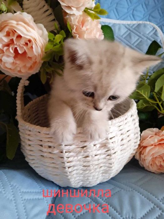 Продаются котята.