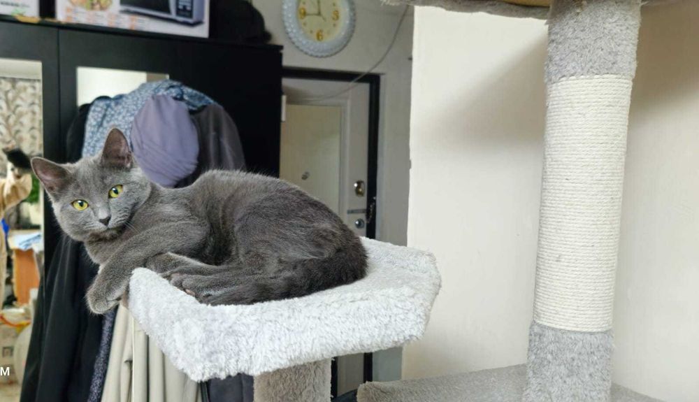 Красавица в любящую семью!