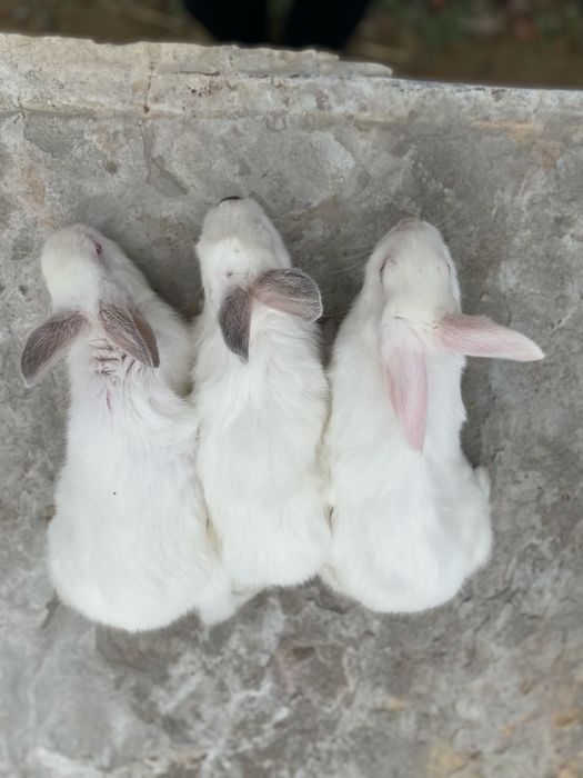 Quyon bolalari sotiladi Gibrit