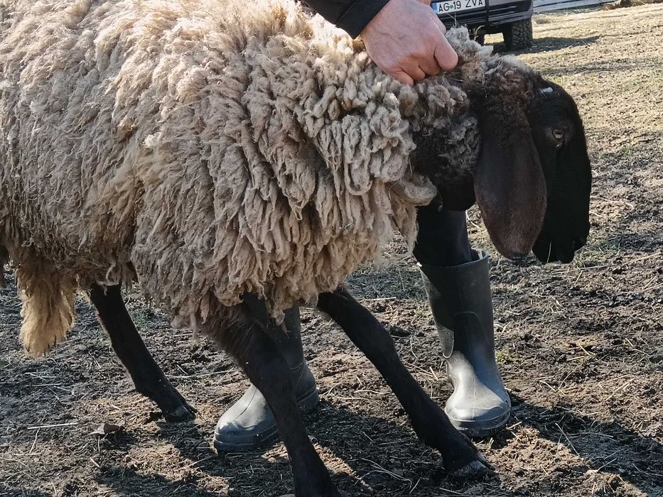 De vînzare berbecuț cărăbaș original.