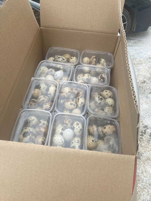 Перепелиные яйца из собственной фермы