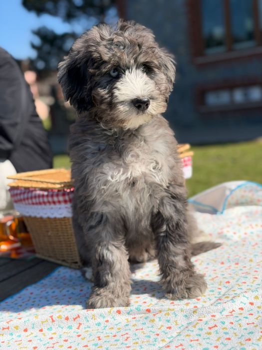 Bernedoodle/ Labradoodle