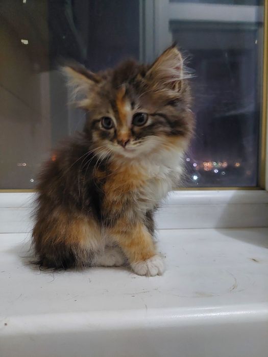 Метис сибирской кошки