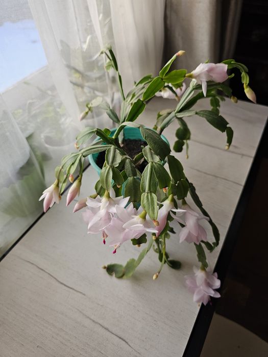 Продам декабрист