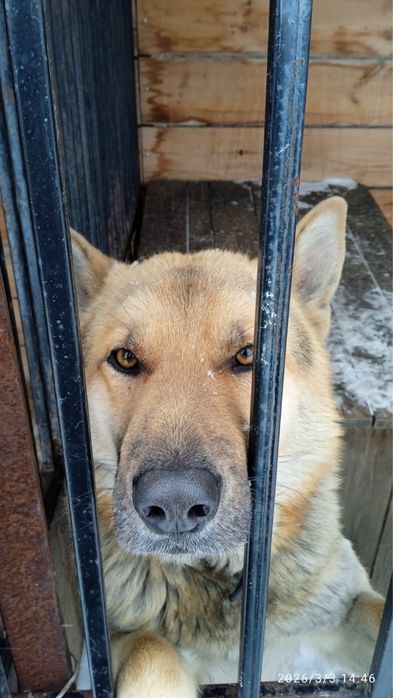 Овчарка,молодой пёс.