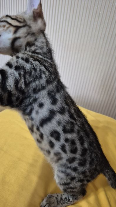 Бенгальские котята