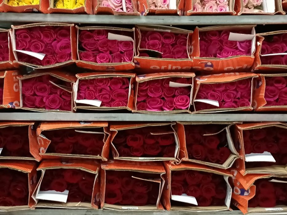 Розы пионы оптом