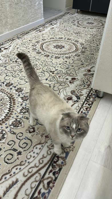 Кот ищет себе девушку