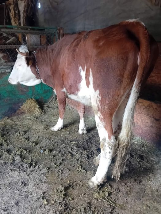 Vand 2 vitele si o juninca