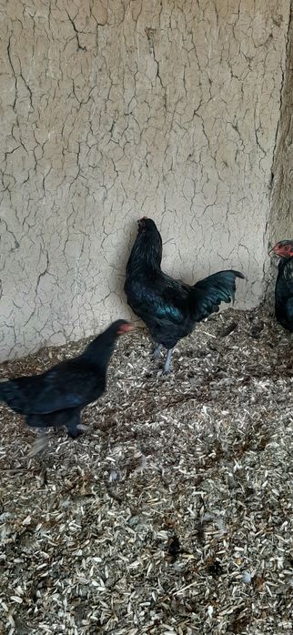 Chiroyli Ameraukana xo‘rozlar – kamyob zot!