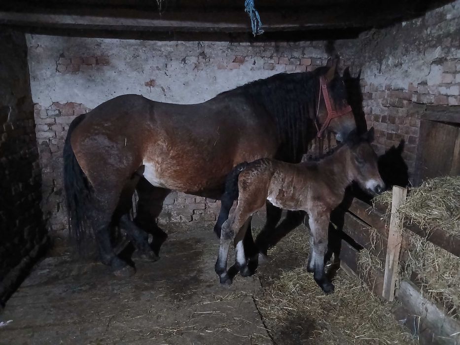 Vand iapa de 4 ani cu mânz mai multe detalii in privat