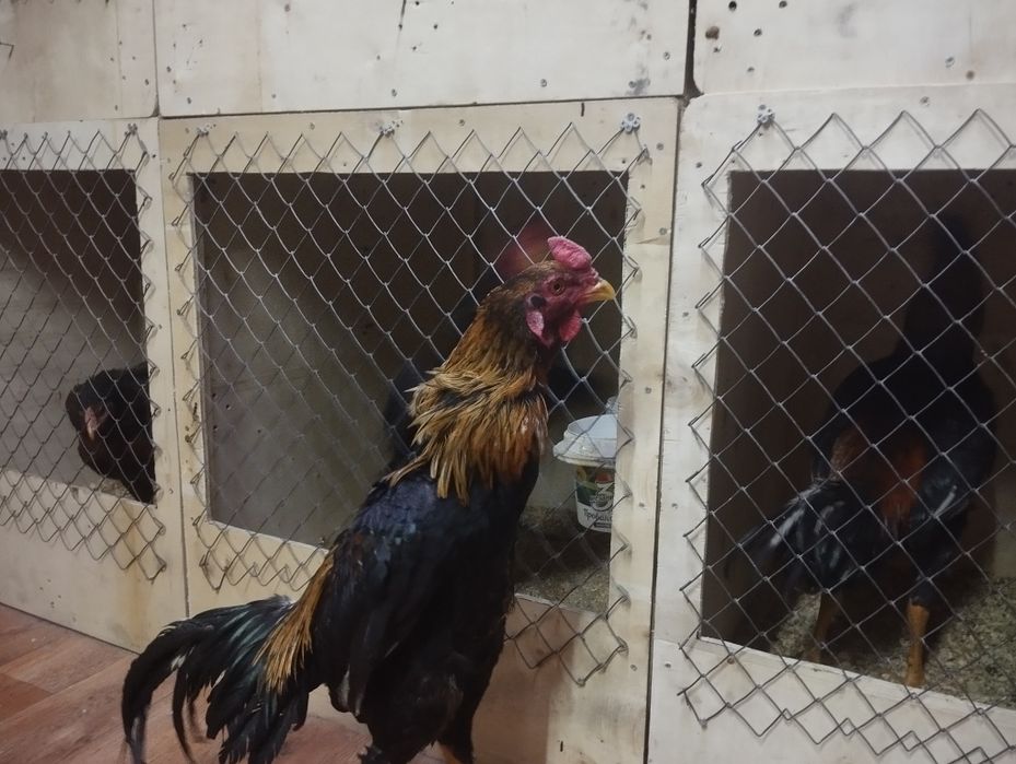 Дакан апрельский