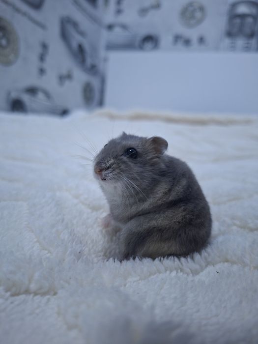 Продам хомяка девочку