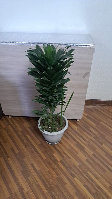 Комнатные цветы разные