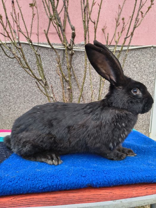 Mascul Pestriț German