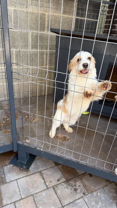 Spre adoptie 2 căței cu varsta de 11 luni