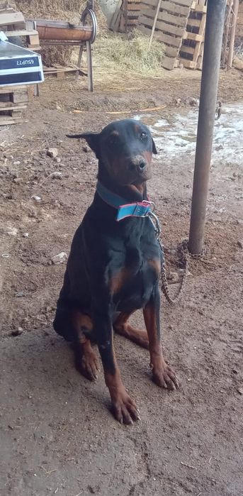 Продается доберман.