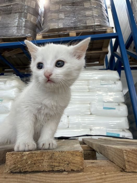 Кошка в добрые руки