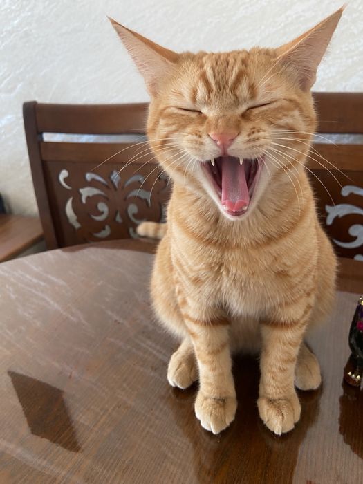 Отдам кота в хорошие руки