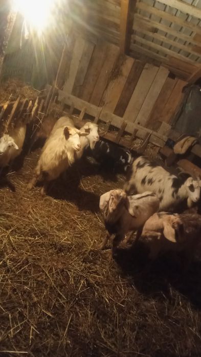 Vând 7 capre tinere