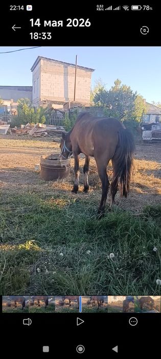 Лошадь,   байтал