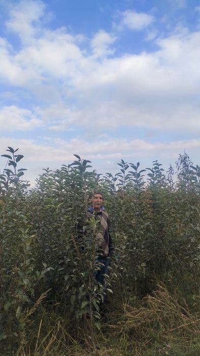 Самарканд Шредер кучатлари ишончли ва сифатли