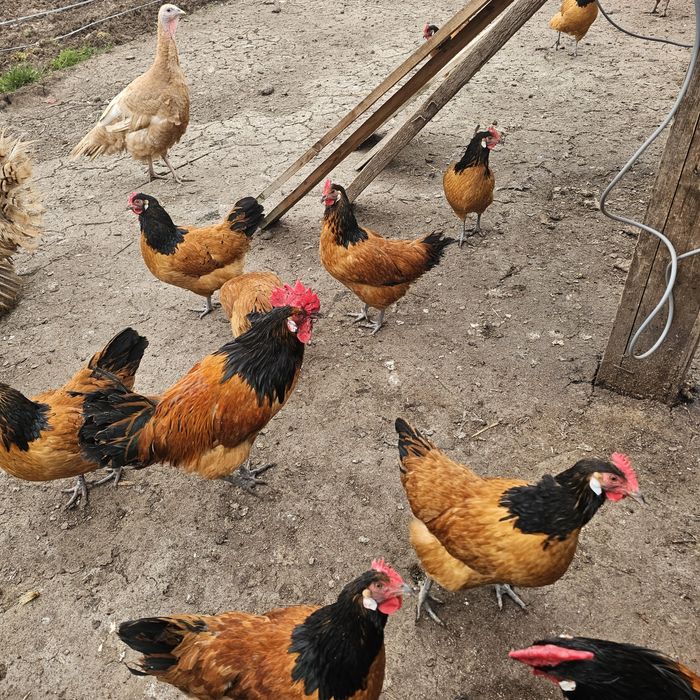 Био месо, яйца за за люпене, пуйки селски