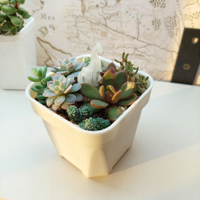 Композиция цветов суккуленты