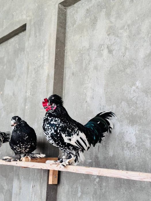 Yapon xo'rozla sotiladi