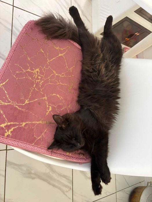 Кошка ищет любящих опекунов!