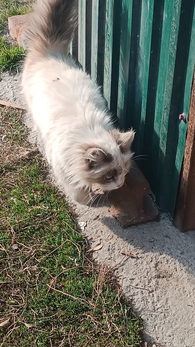 Котята 5 месяцев