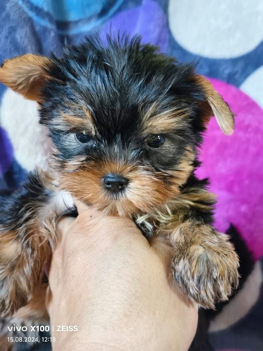 Йоркширский терьер