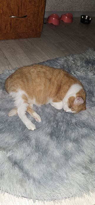 Отдам кошку в добрые руки