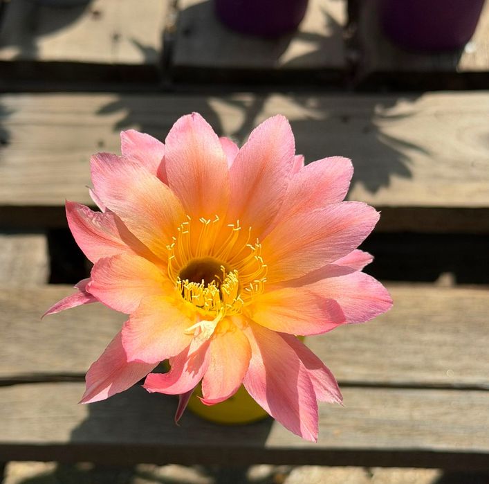 Цъфтящи кактуси вид Echinopsis Hybrid Ombre преливащи се цветове розов оранжев жълт цъфтеж рядък вид растение