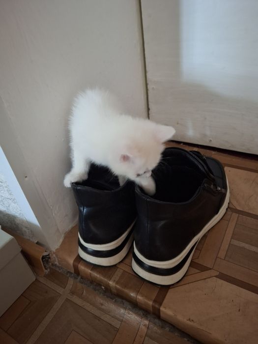 Котенок 3недельный