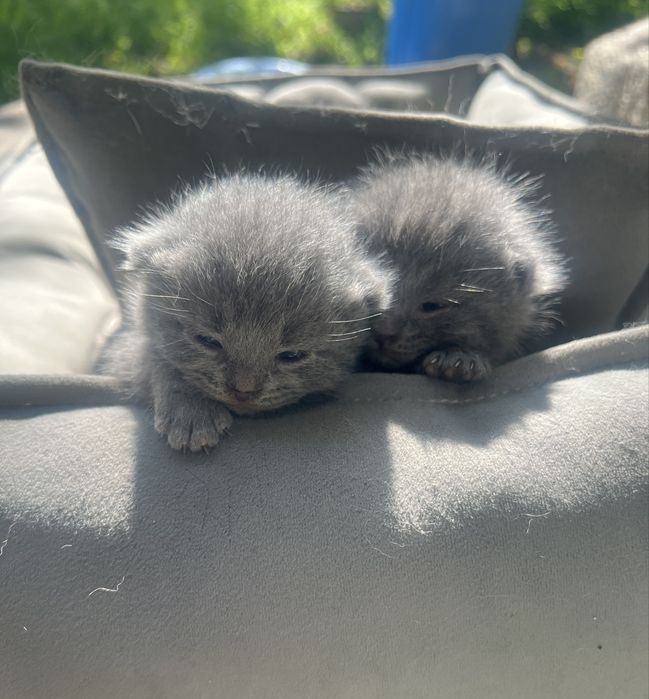Готовятся котята британские