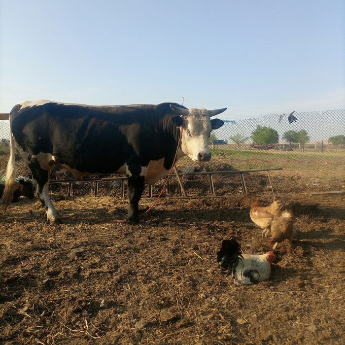 Продам быка на племя