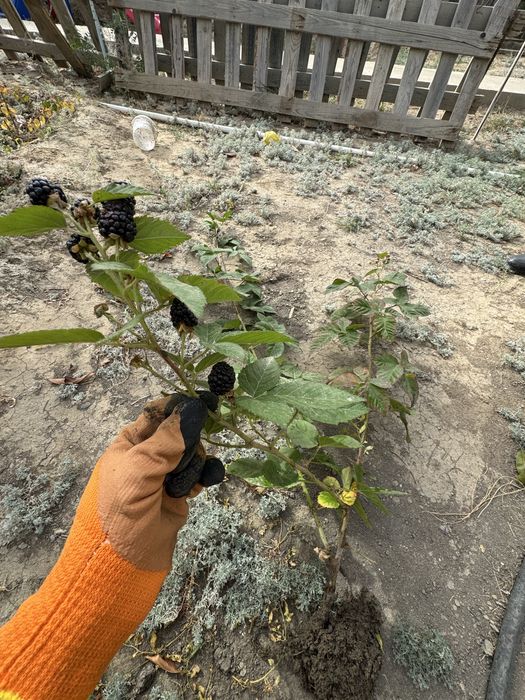 Сажонцы , отроски прямо с огорода