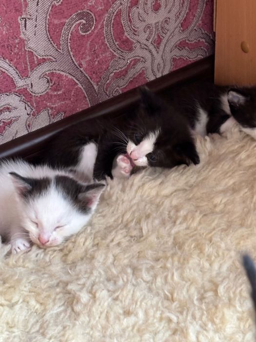 Котята в добрые руки бесплатно