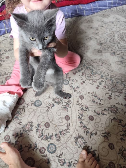 отдам котика в хорошие ручки