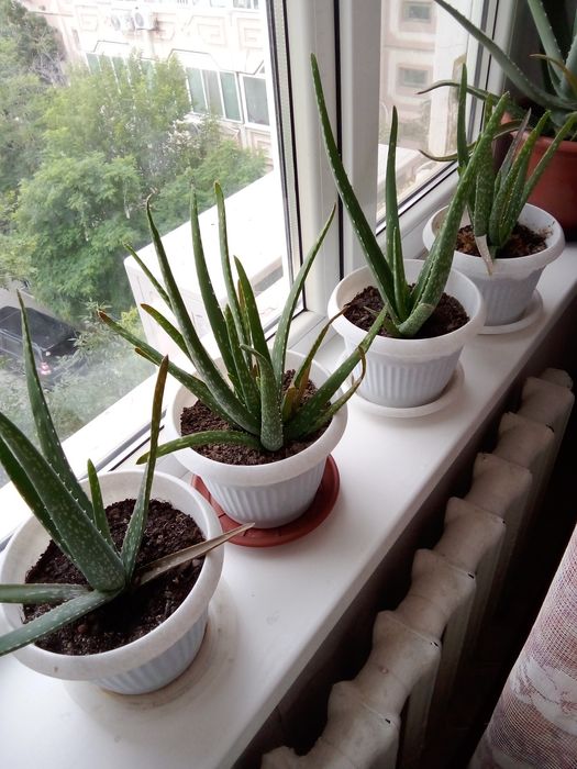 Комнатные растения Алоэ