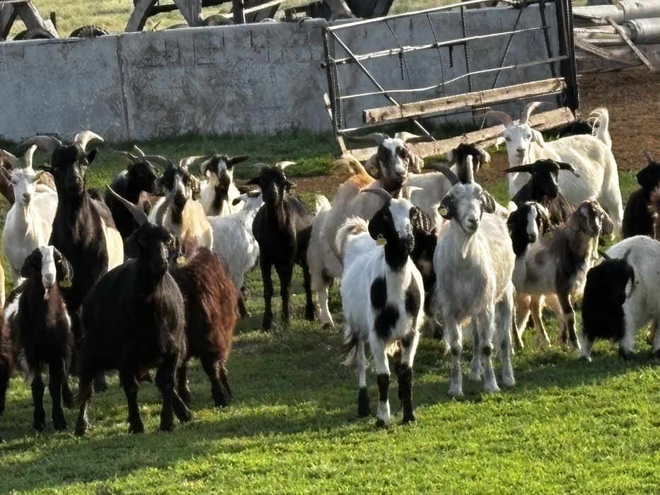 Продаю коз , Ешки сатам