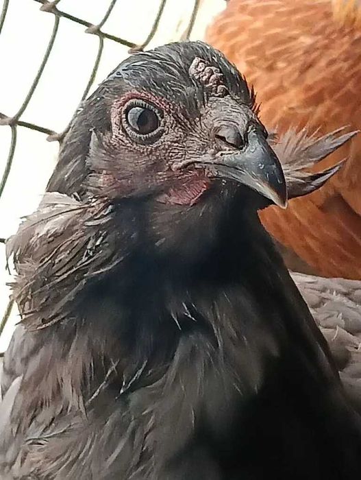 Куры микс продам.