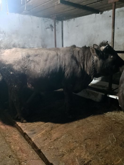 Продам Быков породистых