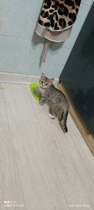 Продам котенка мальчик