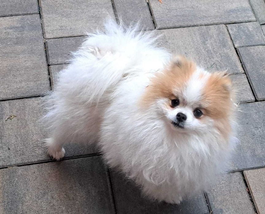 Уникално женско померанче