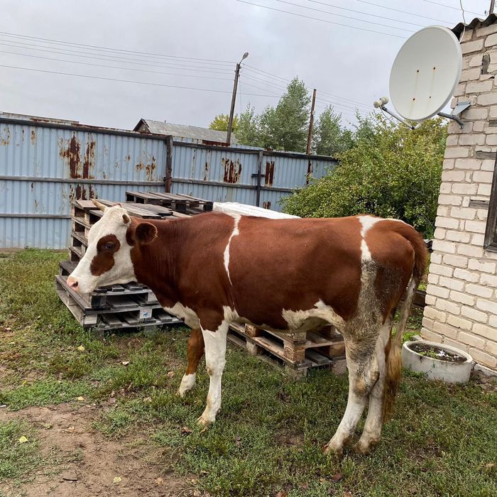 Продам каров 3 головы цена даговорное