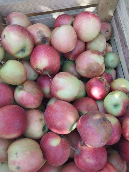 Продам яблоки первый и второй сорт