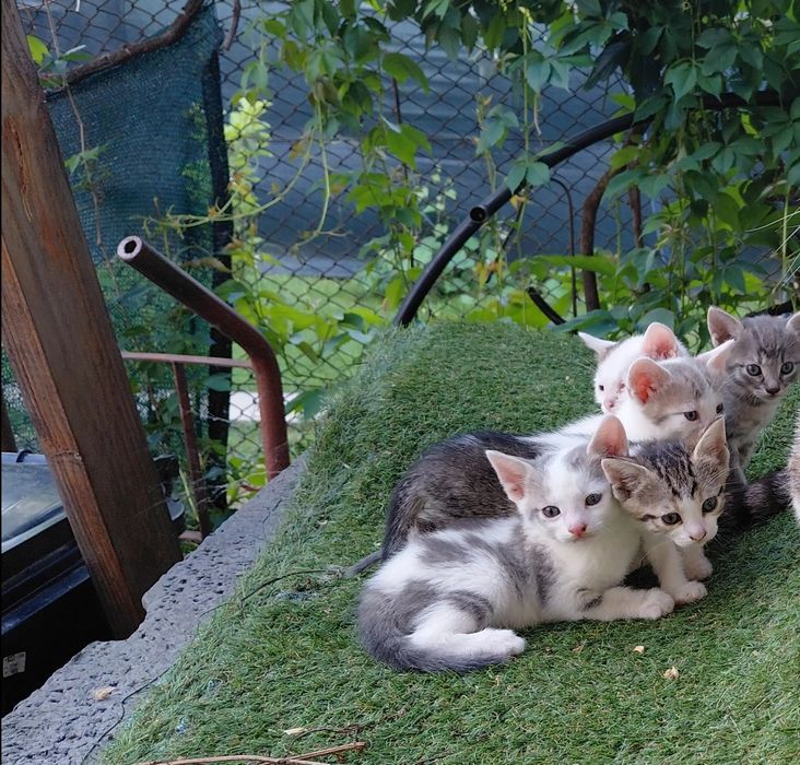Donez pisicute care sunt iubitori de animalute
